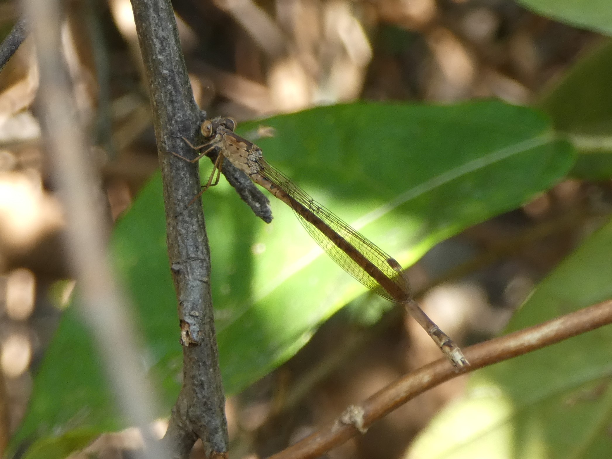 photo_1